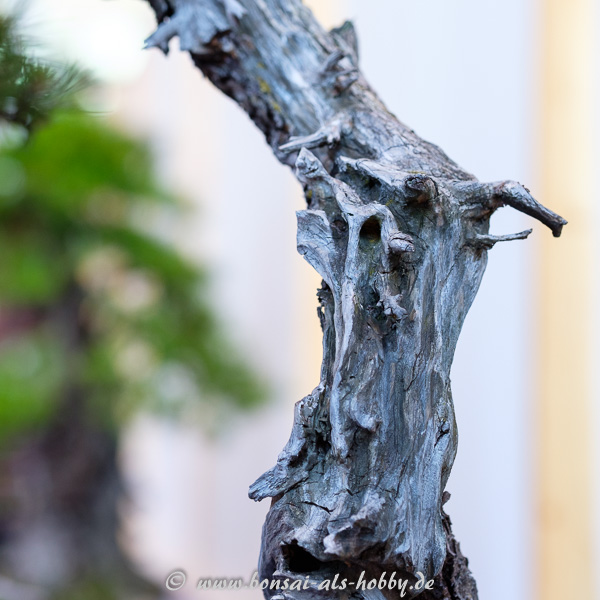 Totholz an einem Bonsai
