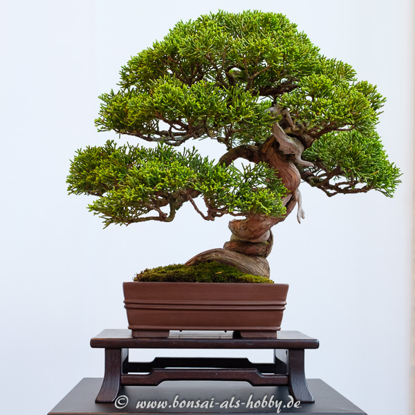 Chinesischer Wacholder - Juniperus chinensis