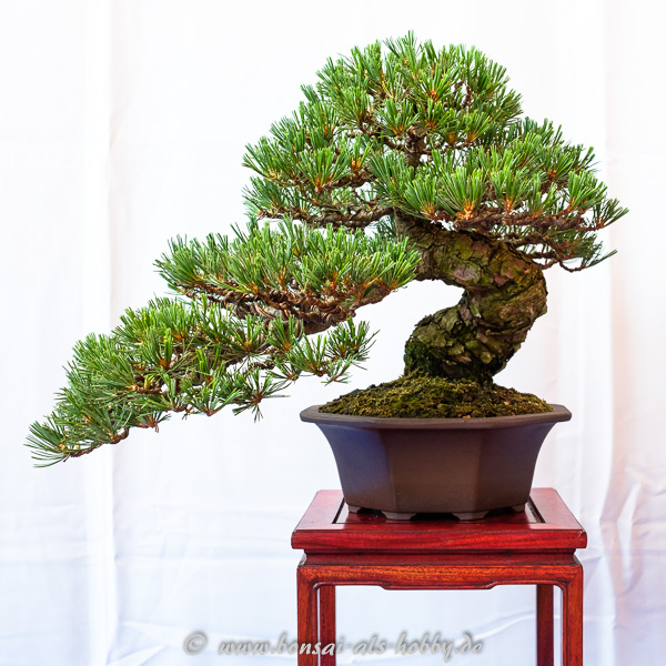 Kleine Mädchenkiefer - Pinus parviflora