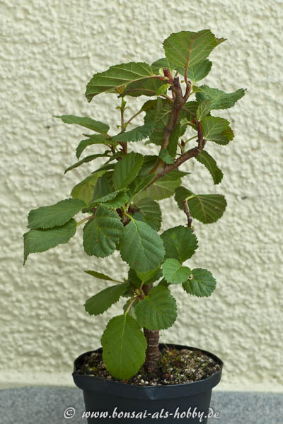 Schwarzerle Mai 2007