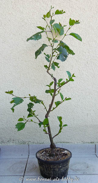 Schwarzerle Mai 2011