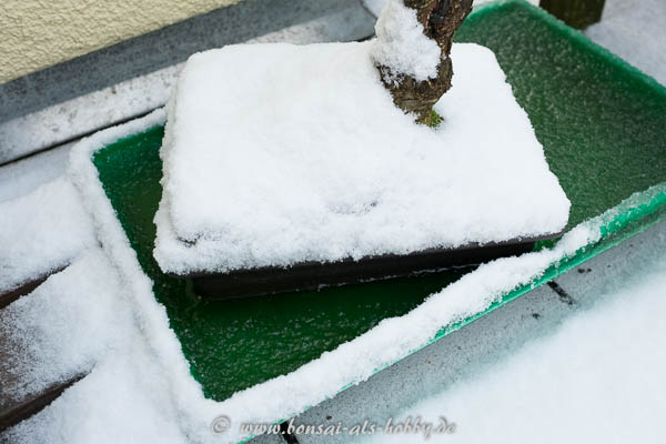 Schwarzerle im Januar 2016
