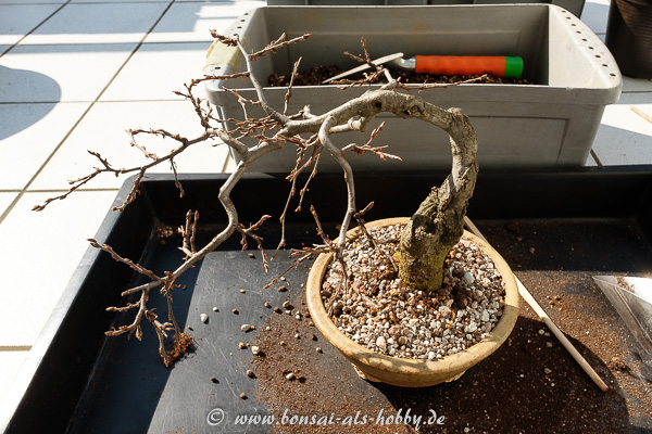 Carpinus orientalis Bonsai Baum umgetopft