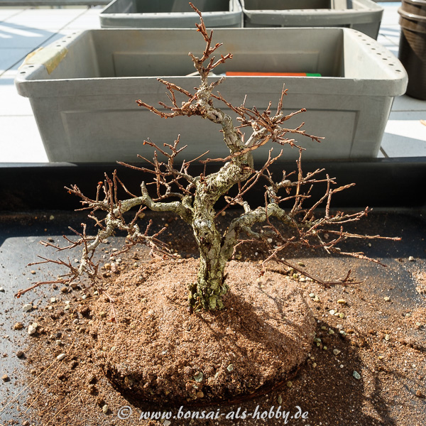 Zelkova nire - Korkrindenulme ausgetopft