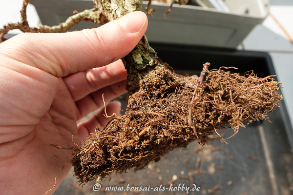 Zelkova nire - Korkrindenulme Wurzelballen