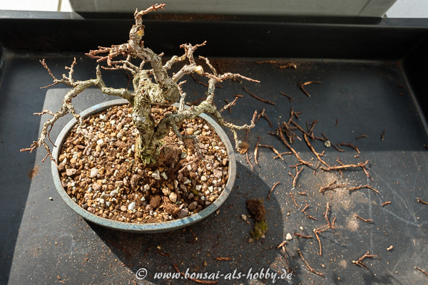 Zelkova nire - Korkrindenulme umgetopft und Formschnitt