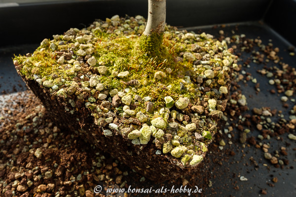 Zelkova serrata ausgetopft