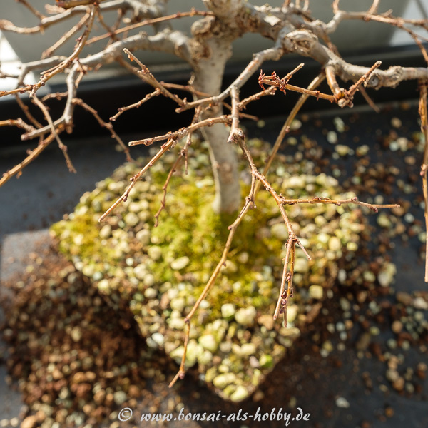 Zelkova serrata Äste vor dem Formschnitt