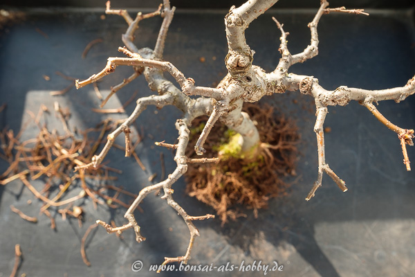 Zelkova serrata nach dem Formschnitt