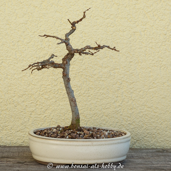 Zelkova serrata in erster Bonsaischale