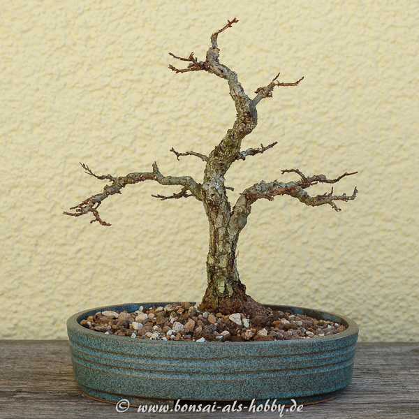 Zelkova nire nach dem Formschnitt