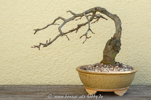 Carpinus orientalis Formschnitt