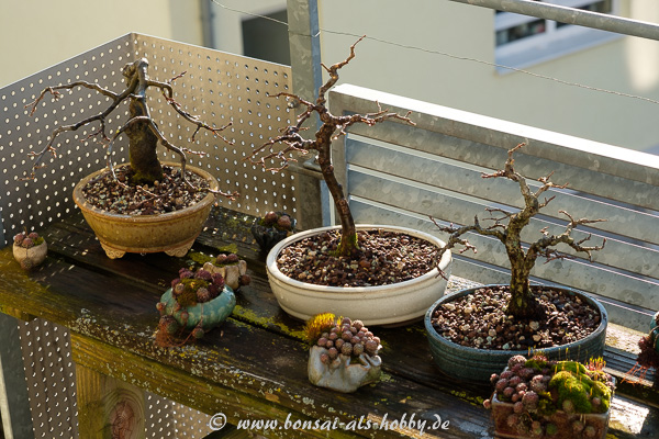 Bonsai im März auf dem Balkon