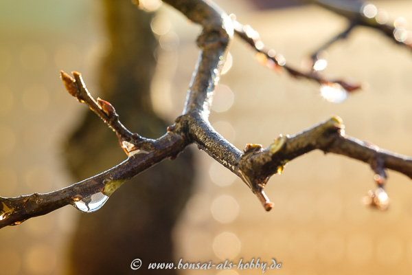 Wassertropfen vom Gießen an Carpinus orientalis