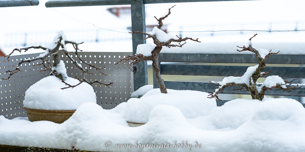 Bonsai im Schnee (März 2018)