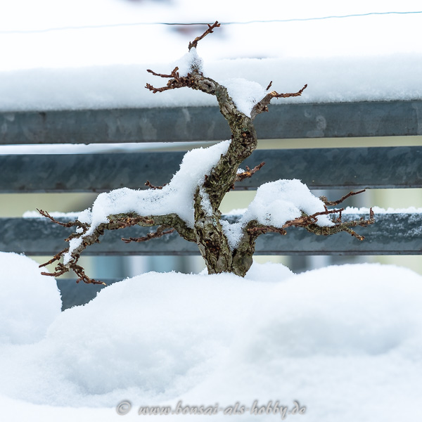 Korkrindenulme im Schnee