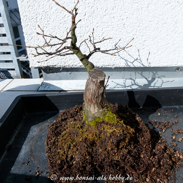 Carpinus betulus - Hainbuche ausgetopft