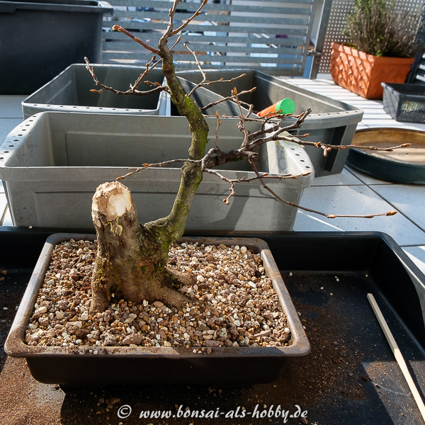 Hainbuche frisch eingetopft