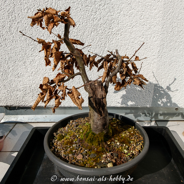 Hainbuche 2 mit Herbstlaub vom Vorjahr