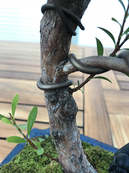 Drahtung am Bonsai
