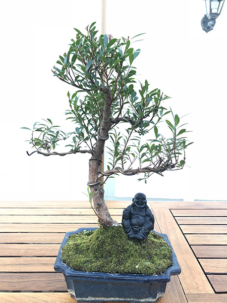 Bonsai - Welche Art ist das?