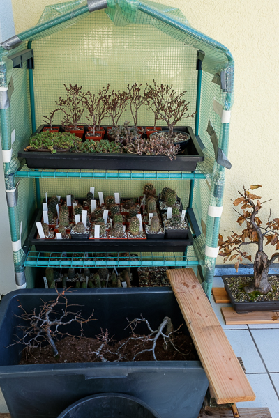 Bonsai im Winterquartier