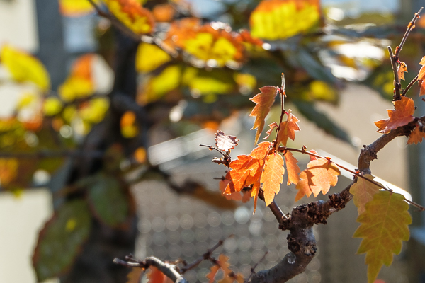 Herbstlaub Zelkova serrata