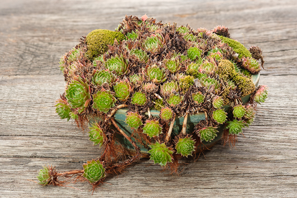 Sempervivum mit Moospolster