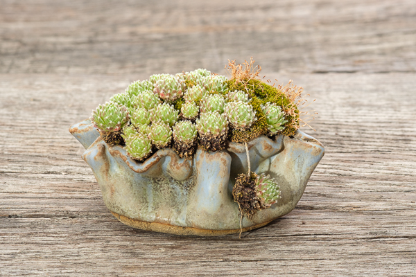 Sempervivum in Tonschale