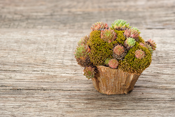 Moos und Sempervivum in Akzentschale