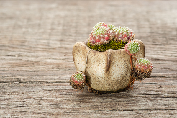 Kleine Schale mit Sempervivum