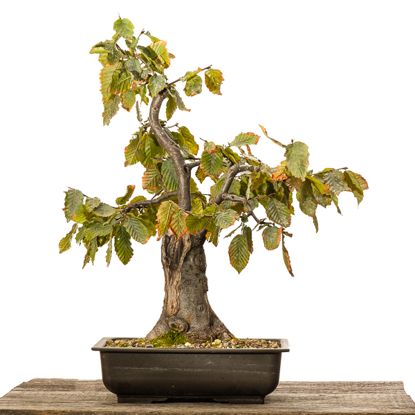 Hainbuche (Carpinus betulus) - 2018 andere Seite