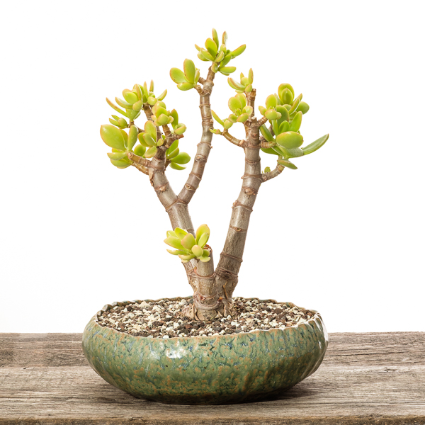 Crassula ovata #2 - 2018