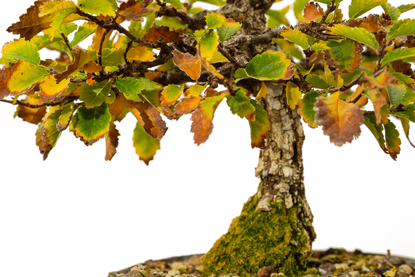Ulme Herbstfärbung Bonsai Baum