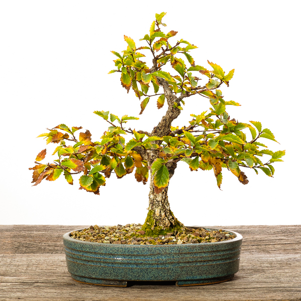 Korkrindenulme (Zelkova nire) - 2018