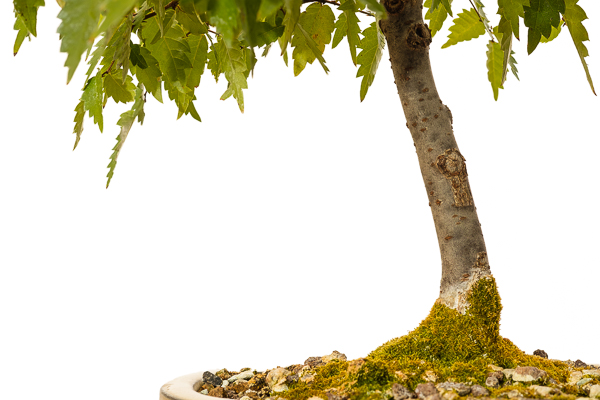 Zelkove Bonsai Baum mit Moos Nahaufnahme