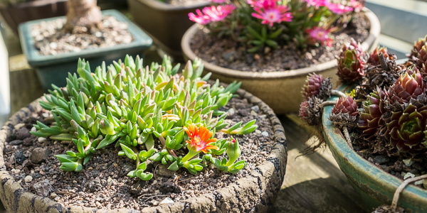 Delosperma Hybride