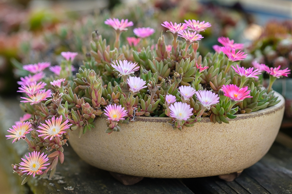Delosperma Hybride Karen mit Blüten