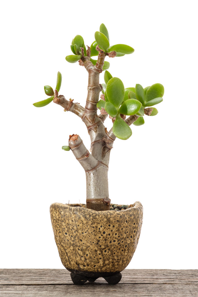 Crassula ovata Bonsai Steckling #1