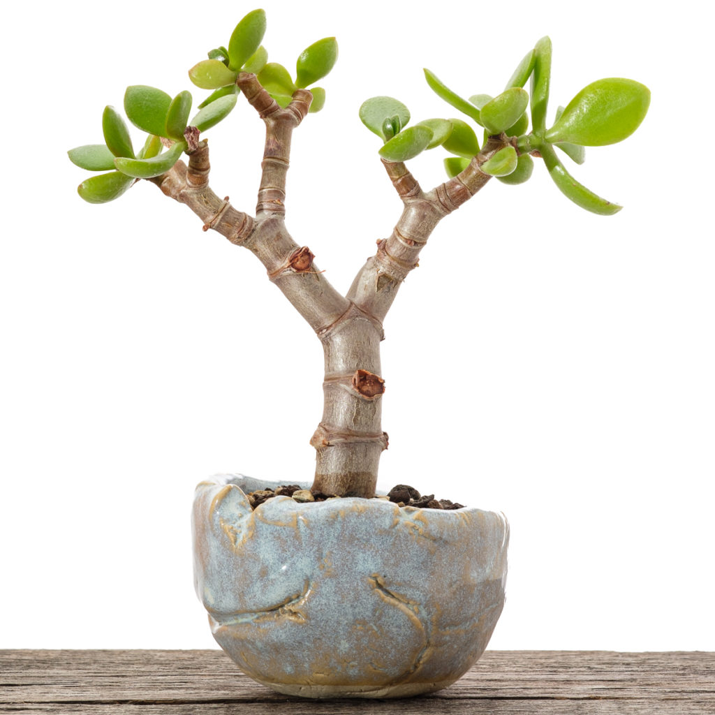 Crassula ovata Bonsai Steckling #2