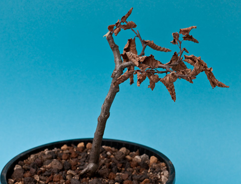 Rckschnitt einer Hainbuche (Carpinus betulus) - Bonsai-Pflege und  Gestaltung als Hobby