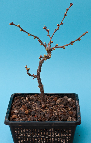 commiphora bonsai Commiphora cervifolia 10 Pieces Seeds – exotic-gardenkingdom.com main image 0