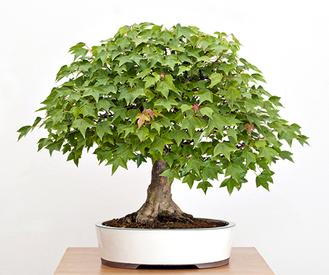 Acer buergerianum  Dreispitzahorn als Bonsai - Bonsai-Pflege und  Gestaltung als Hobby