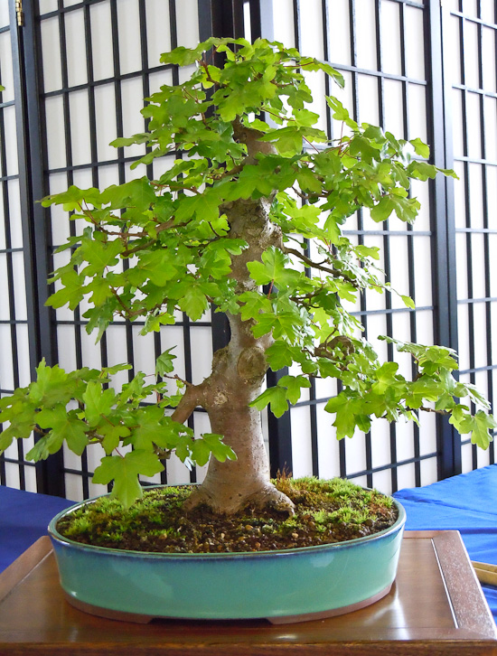 Acer campestre-Bonsai-Baum