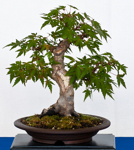 Acer Palmatum Facherahorn Als Bonsai