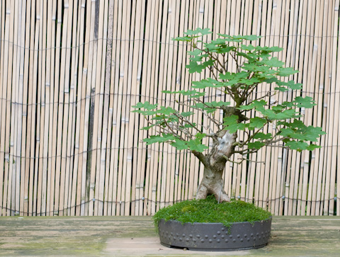 Acer platanoides - Spitzahorn als Bonsai - Bonsai-Pflege und Gestaltung als  Hobby