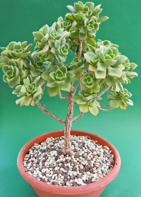Aeonium als Bonsai - Bonsai-Pflege und Gestaltung als Hobby