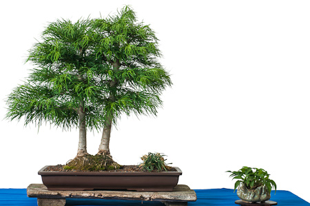Fotos von Nadelbumen der Bonsai Frhjahrsausstellung des AK Aichtal-Filder  2012 - Teil 5 - Bonsai-Pflege und Gestaltung als Hobby