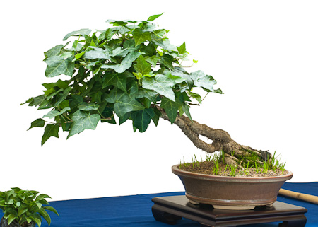 Fotos von der Bonsai Frhjahrsausstellung des AK Aichtal-Filder 2012 - Teil  3 - Bonsai-Pflege und Gestaltung als Hobby