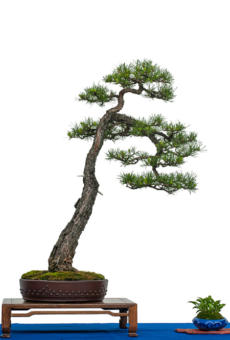 Die zehn wichtigsten Merkmale fr einen (fast) perfekten Bonsai? - Bonsai-Pflege  und Gestaltung als Hobby